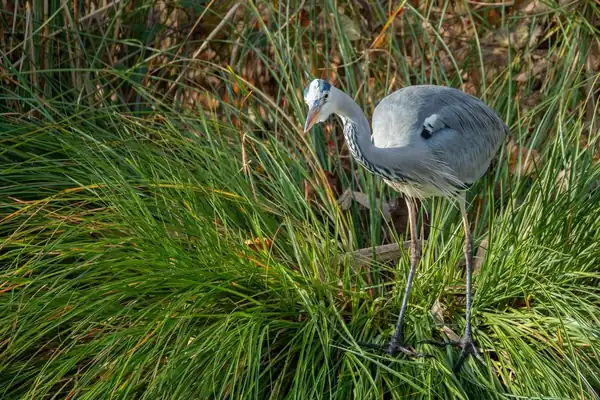 Grey heron standing at the reeded edge of a country park lake