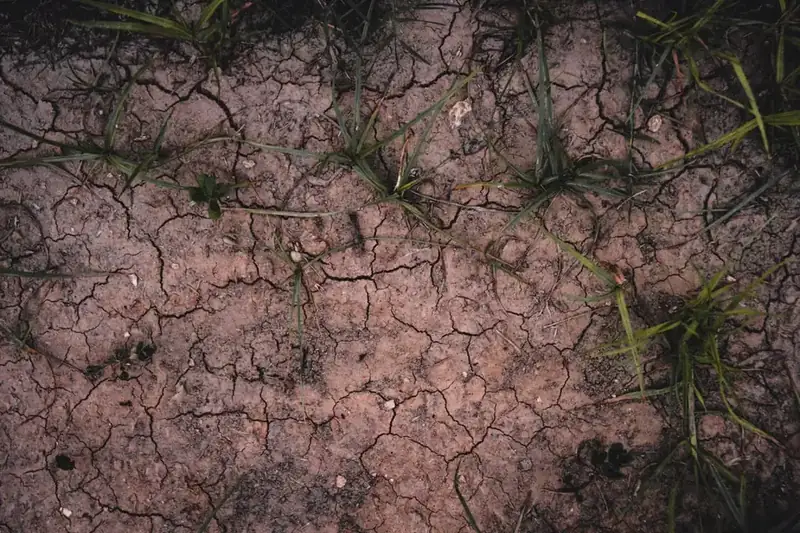 Cracked, sun-baked clay ground with sparse grass during a summer drought