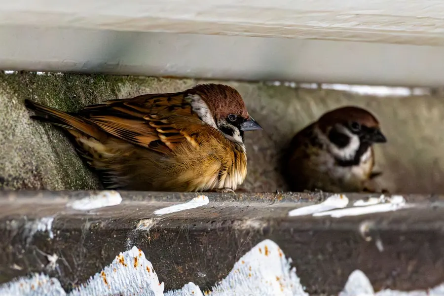 Two house sparrows sheltering on a ledge beneath the eaves of a house