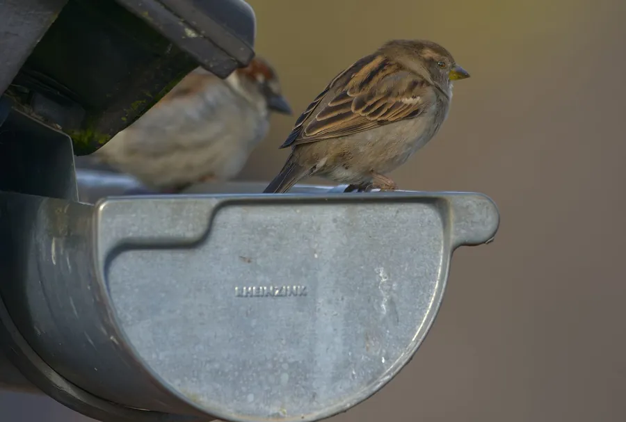 Two house sparrows perched on the end of a metal half-round gutter below a roof edge