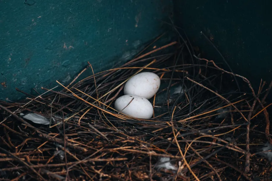 A rough nest of twigs holding two white eggs in a dark corner