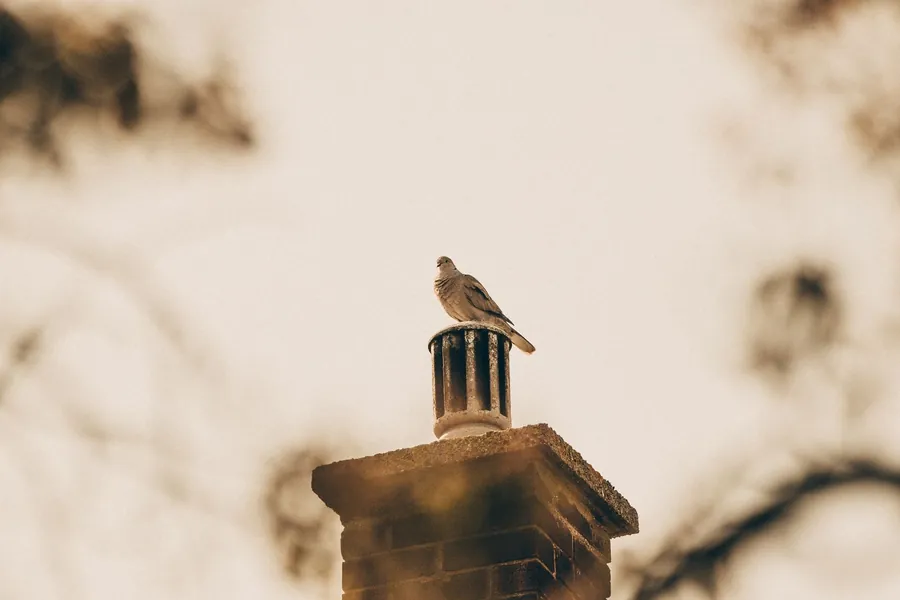 A pigeon perched on top of a chimney stack fitted with a metal terminal