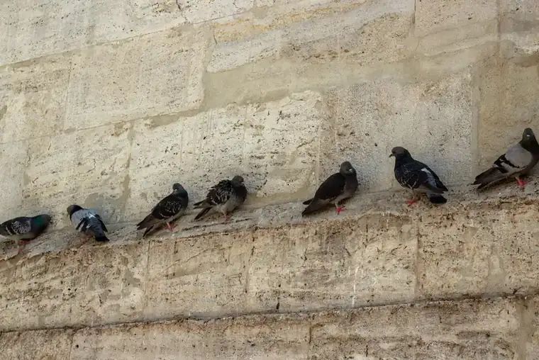 A row of feral pigeons perched along a stone ledge on a building wall
