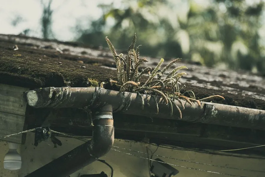 Weeds and ferns growing out of a long-neglected roof gutter