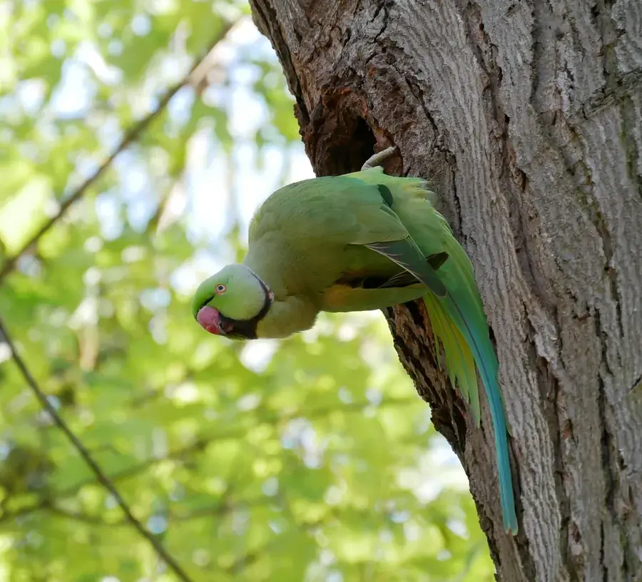 Ring-necked parakeet clinging to a tree trunk beside a nest hole