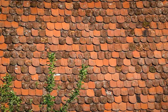 Weathered clay plain tiles with moss in the joints, typical of an interwar semi roof in Isleworth