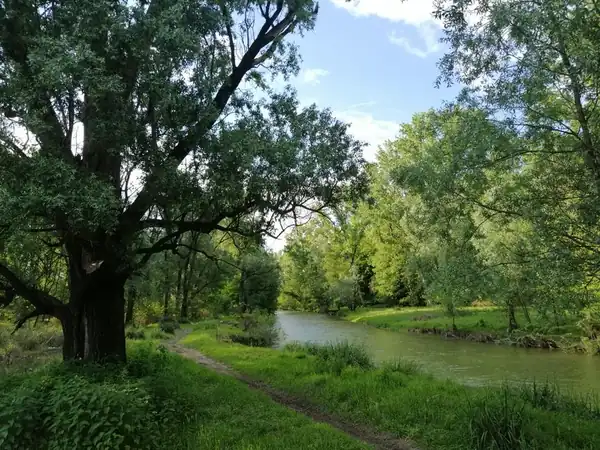 Woodland path following a small river through a nature reserve