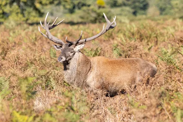 Red deer stag standing among bracken and ancient oak trees in open parkland