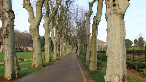 Broad avenue of mature horse-chestnut trees beside an open green common