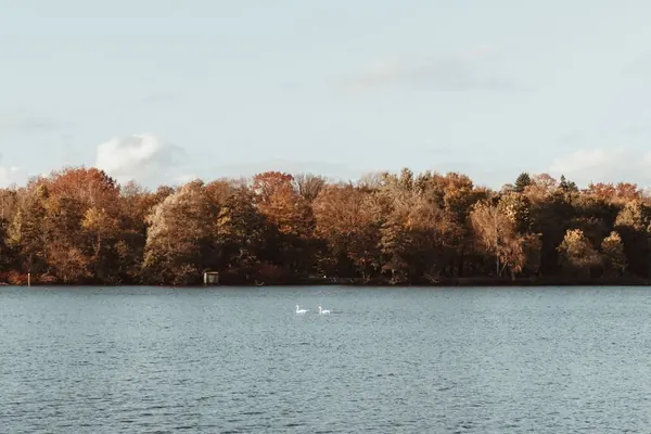 Swans on a calm tree-ringed lake in soft morning light