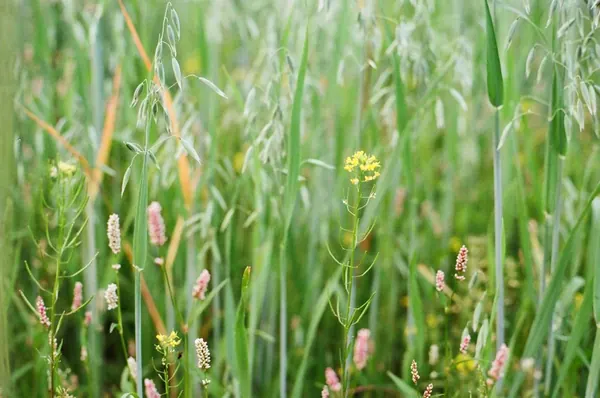 Long meadow grasses and wildflowers in summer