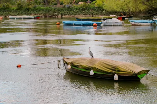 Boats moored on a calm stretch of the Thames beside a tree-lined bank